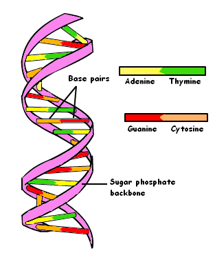 dna_double-helix__9.PNG