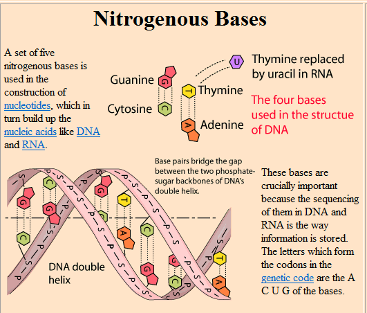 nitrogen_base___1.PNG